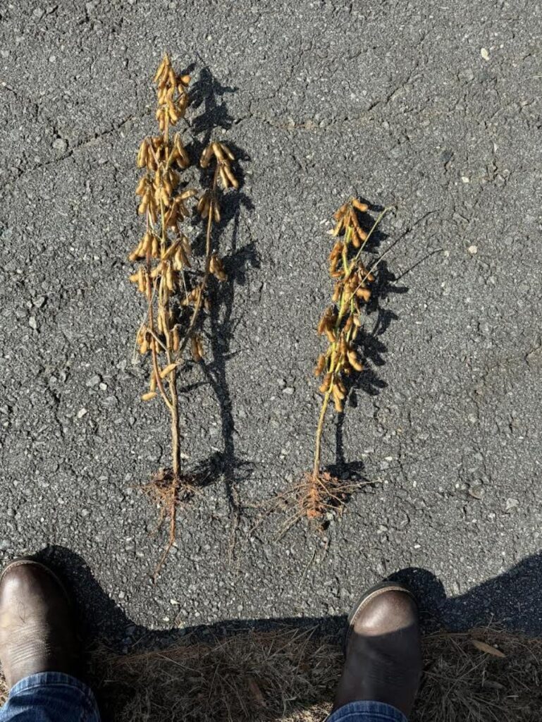 after drought