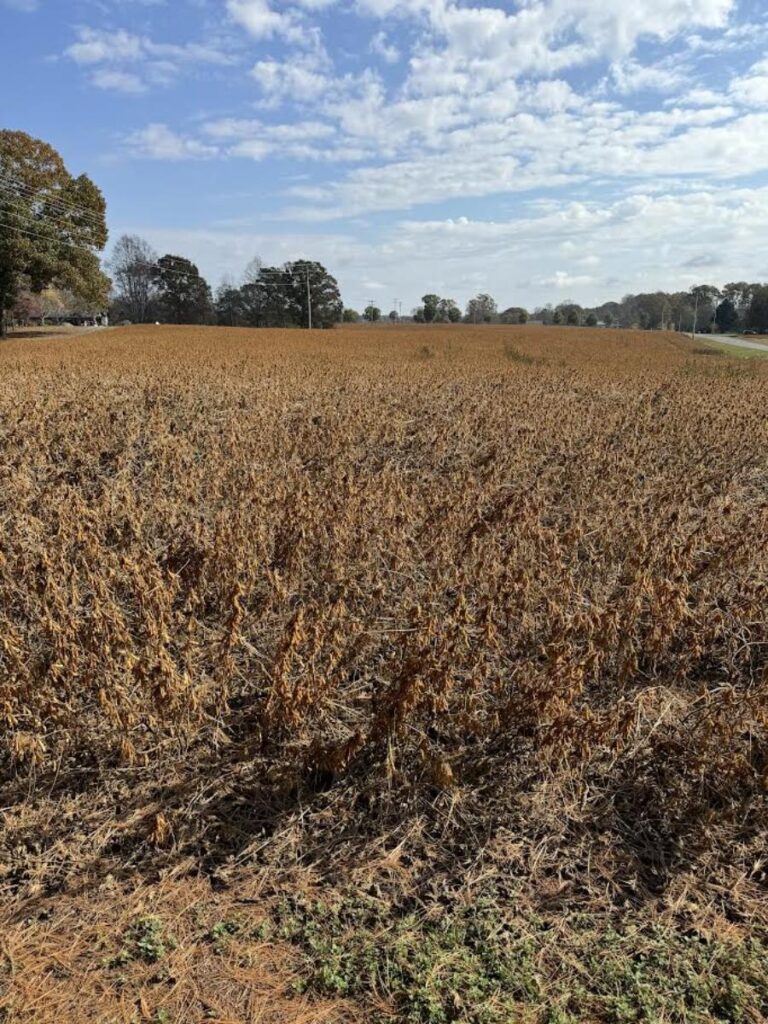 field during drought