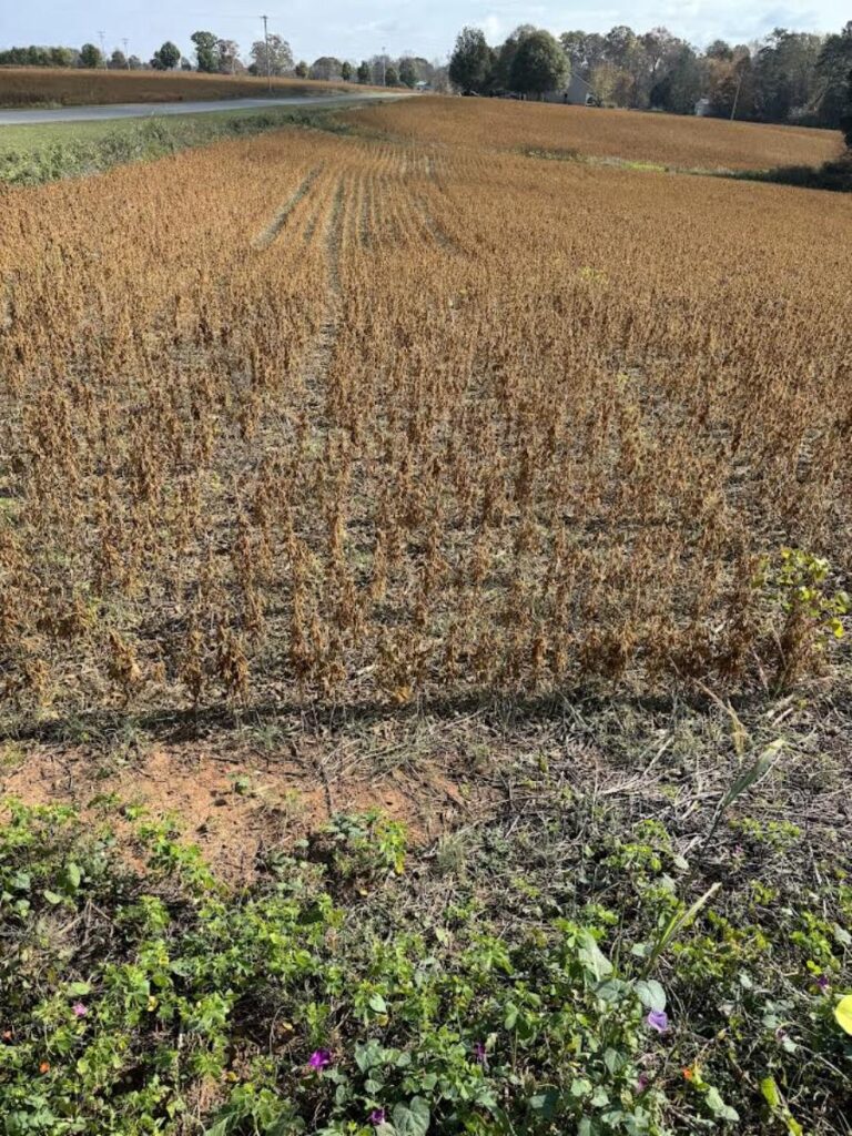 field needing water