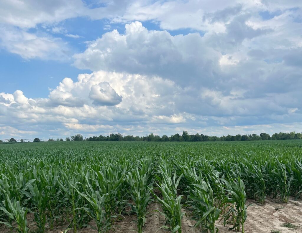 good corn field